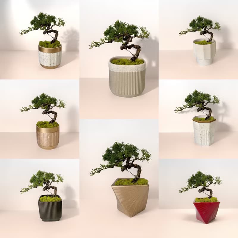 【禪風綠植】真柏造景盆栽 開幕新居喬遷升官送禮自用擺設