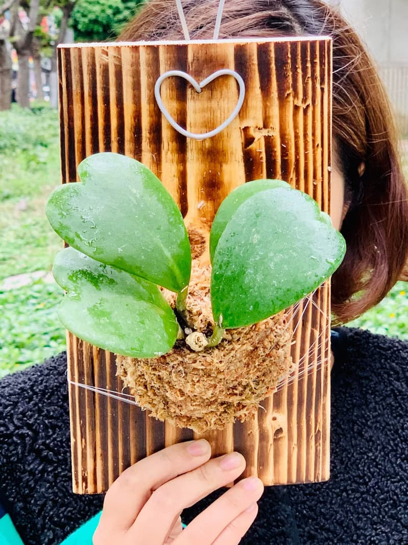 心型毬蘭上板療癒植栽情人最佳禮物