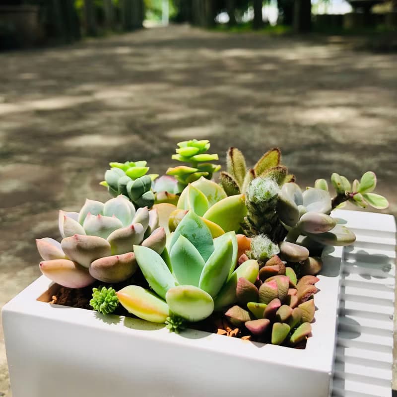 【送禮盆栽】多肉植物/純手工方形樓梯造型水泥盆2色(白/灰)