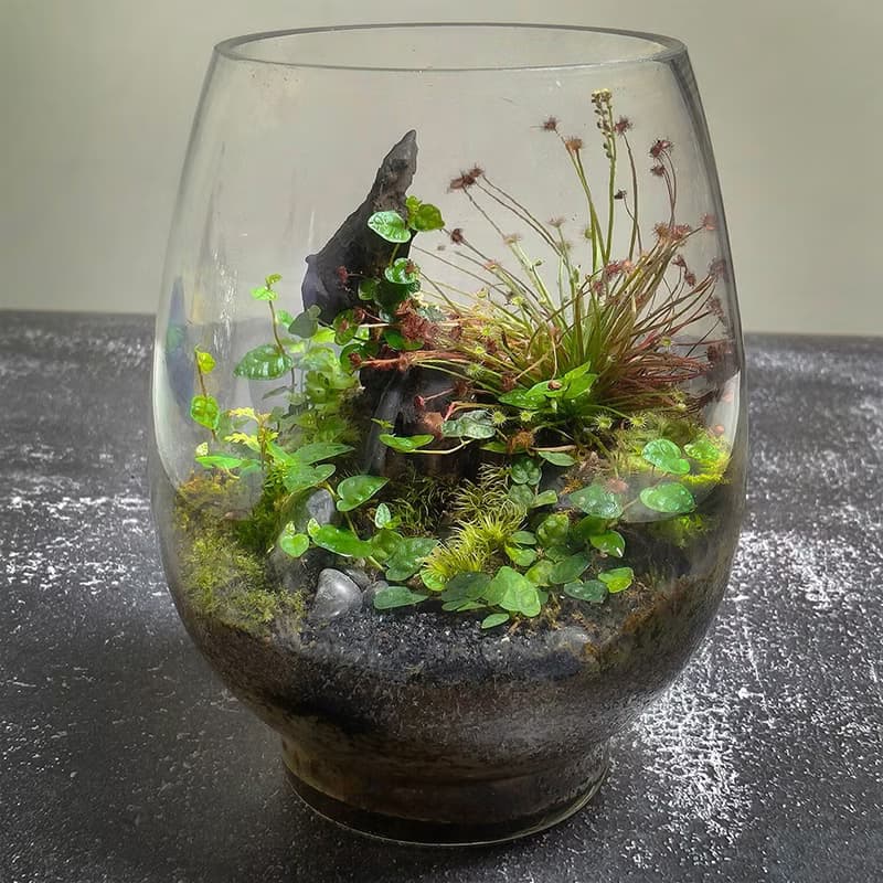 幽色之森 / 手工微景觀生態盆