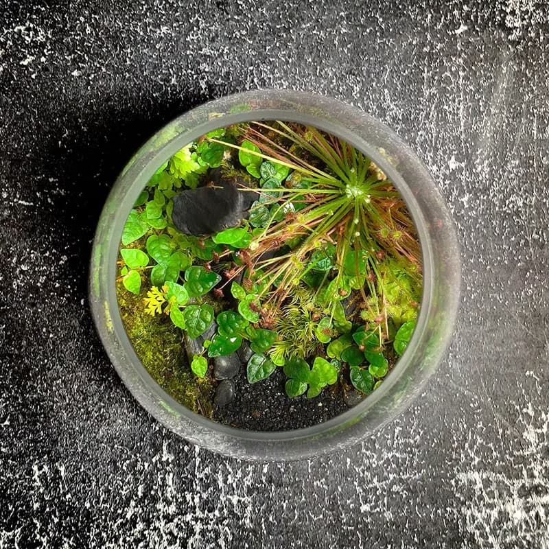 幽色之森 / 手工微景觀生態盆