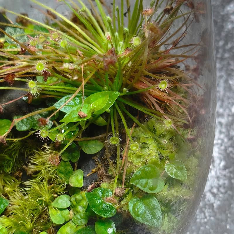 幽色之森 / 手工微景觀生態盆