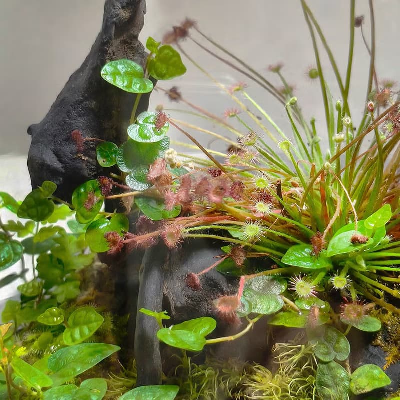 幽色之森 / 手工微景觀生態盆