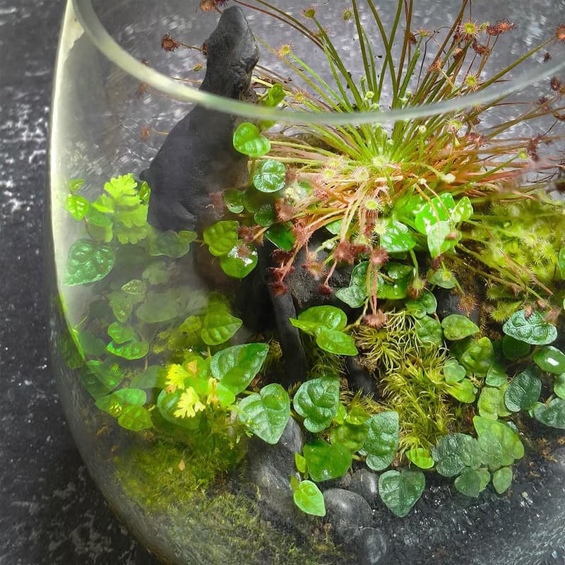 幽色之森 / 手工微景觀生態盆