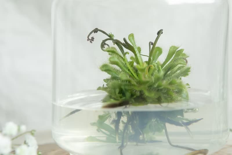 小室瓶栽 食蟲植物【毛氈苔】吃果凍長大的植物 室內療癒盆栽