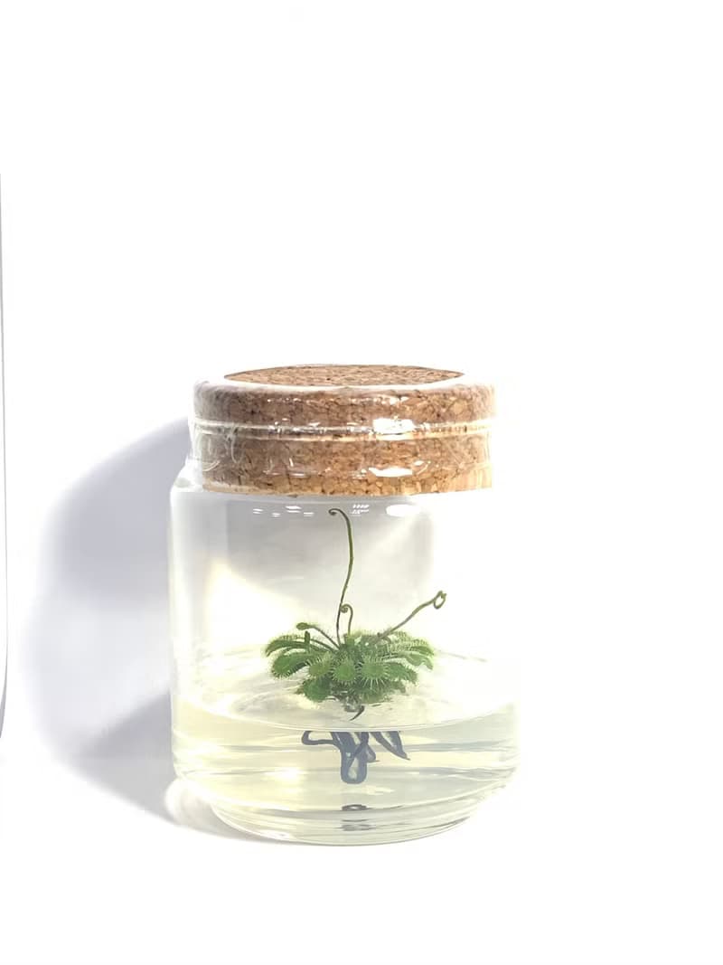 小室瓶栽 食蟲植物【毛氈苔】吃果凍長大的植物 室內療癒盆栽