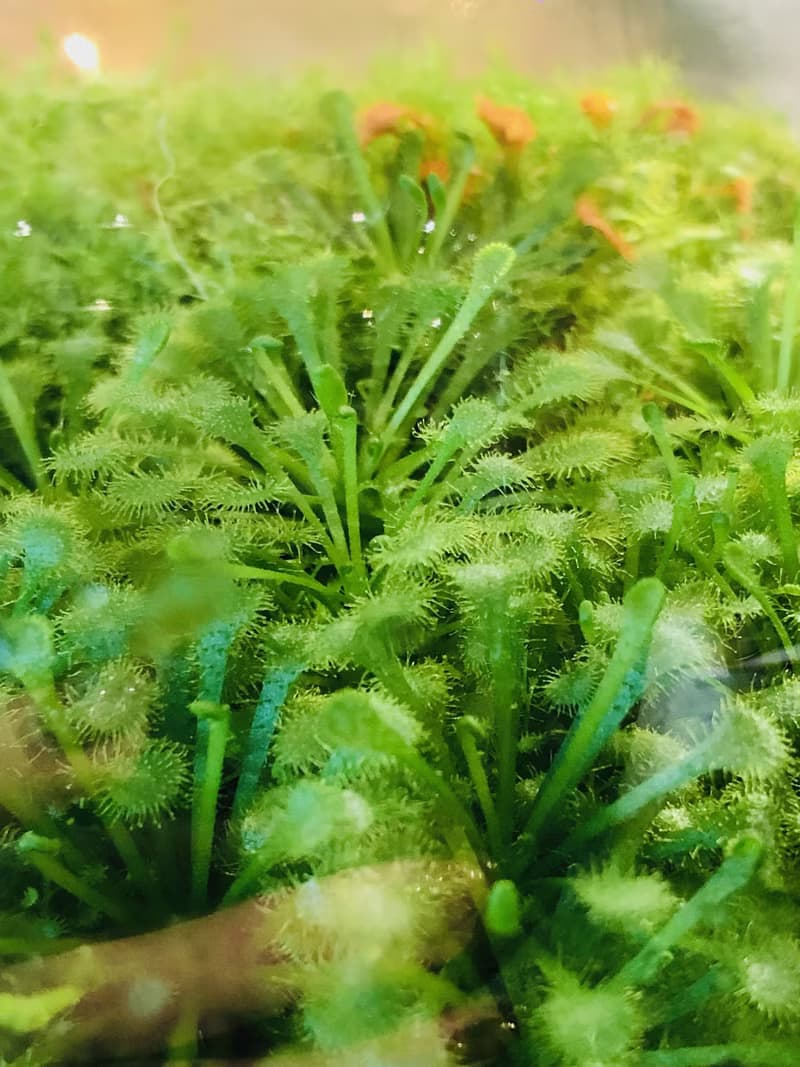 小室瓶栽 食蟲植物【毛氈苔】吃果凍長大的植物 室內療癒盆栽