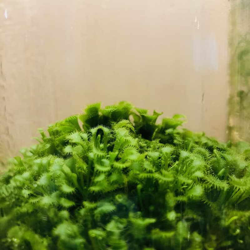 小室瓶栽 食蟲植物【毛氈苔】吃果凍長大的植物 室內療癒盆栽