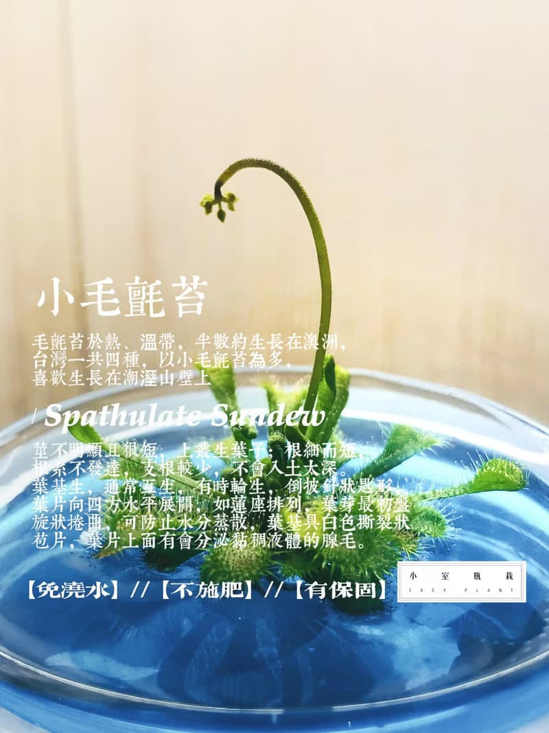 小室瓶栽 食蟲植物【毛氈苔】吃果凍長大的植物 室內療癒盆栽