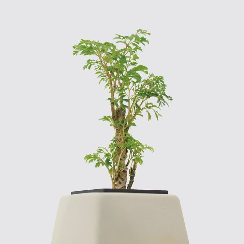 │ 方盆系列 │密葉福祿桐 - 無土 水耕盆栽 風水招財 升遷送禮