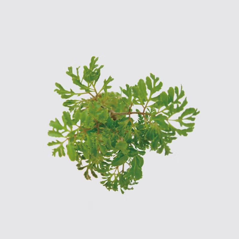 │ 方盆系列 │密葉福祿桐 - 無土 水耕盆栽 風水招財 升遷送禮