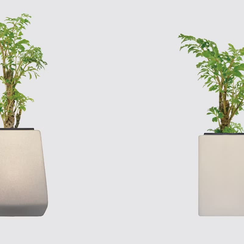 │ 方盆系列 │密葉福祿桐 - 無土 水耕盆栽 風水招財 升遷送禮