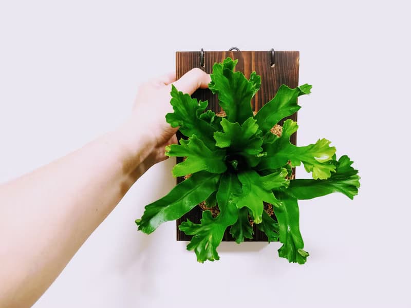 鹿角山蘇苔球│板植│室內植物│窗邊植物│觀葉植物