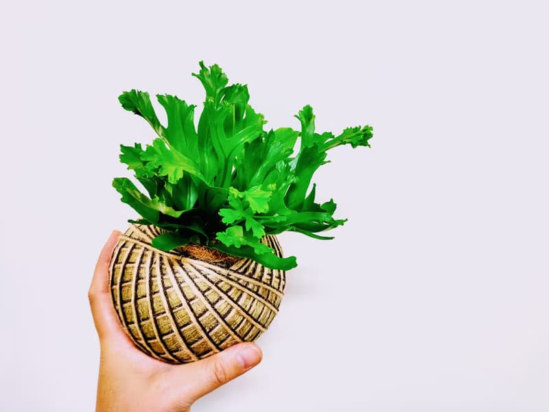 鹿角山蘇苔球│板植│室內植物│窗邊植物│觀葉植物