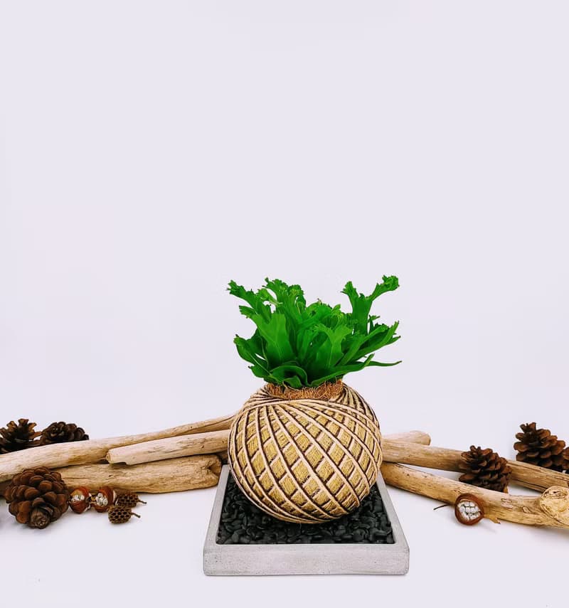 鹿角山蘇苔球│板植│室內植物│窗邊植物│觀葉植物