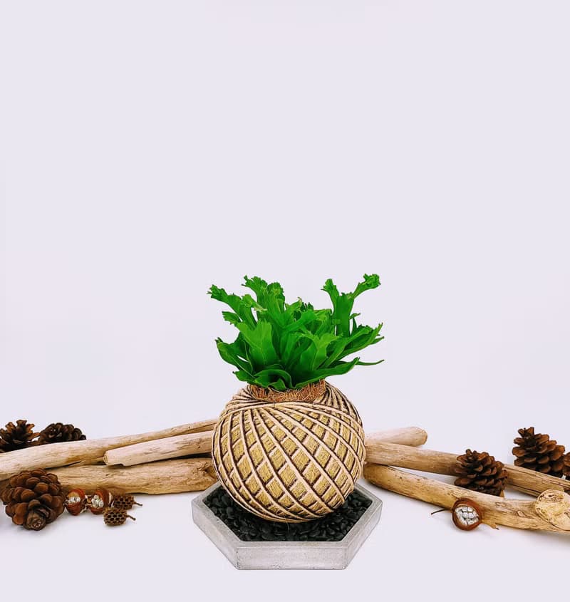 鹿角山蘇苔球│板植│室內植物│窗邊植物│觀葉植物