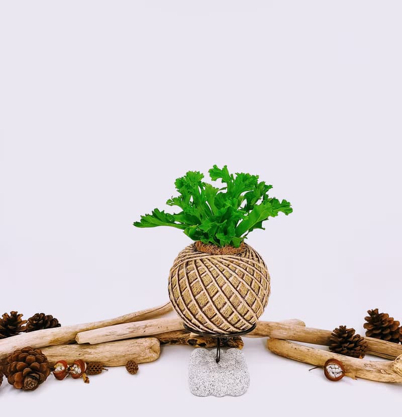 鹿角山蘇苔球│板植│室內植物│窗邊植物│觀葉植物