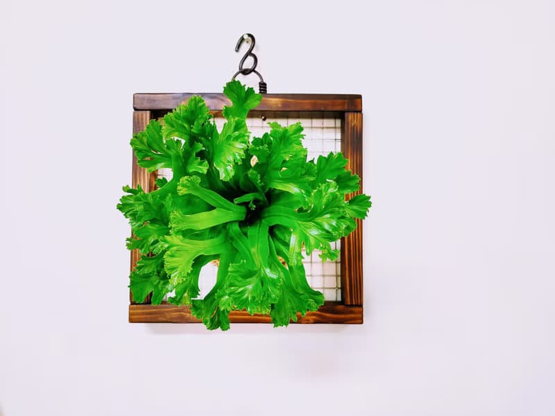 鹿角山蘇苔球│板植│室內植物│窗邊植物│觀葉植物