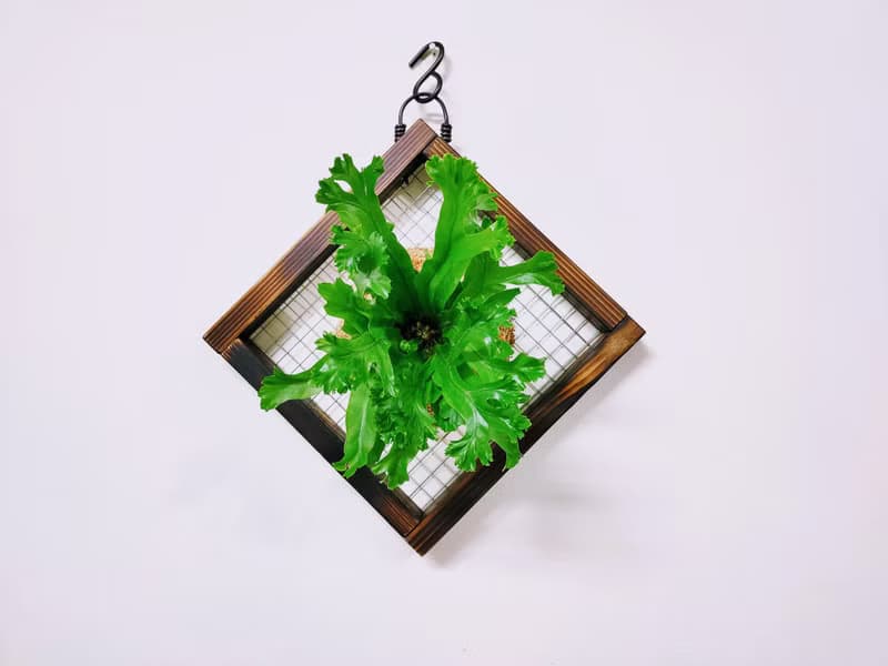 鹿角山蘇苔球│板植│室內植物│窗邊植物│觀葉植物