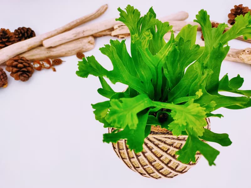 鹿角山蘇苔球│板植│室內植物│窗邊植物│觀葉植物
