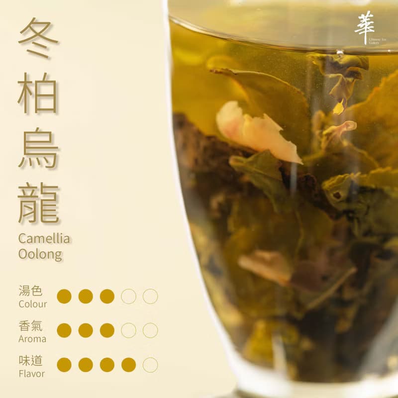 【山茶花香】冬柏烏龍 | 原片茶葉
