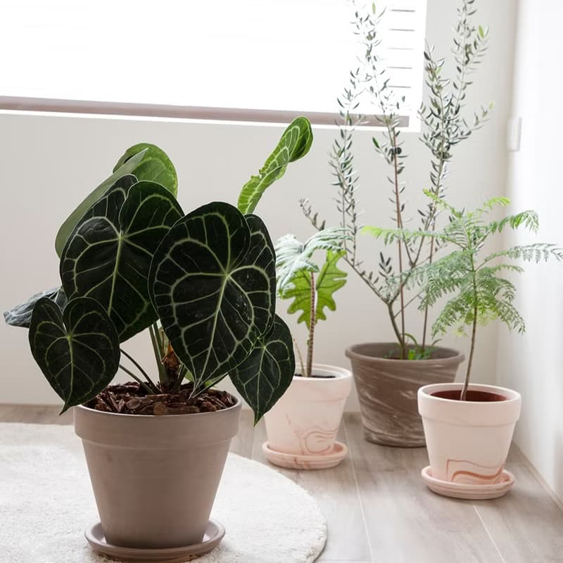 【室內盆栽】圓葉花燭 (大)觀葉植物 開幕盆栽 盆栽 開幕送禮