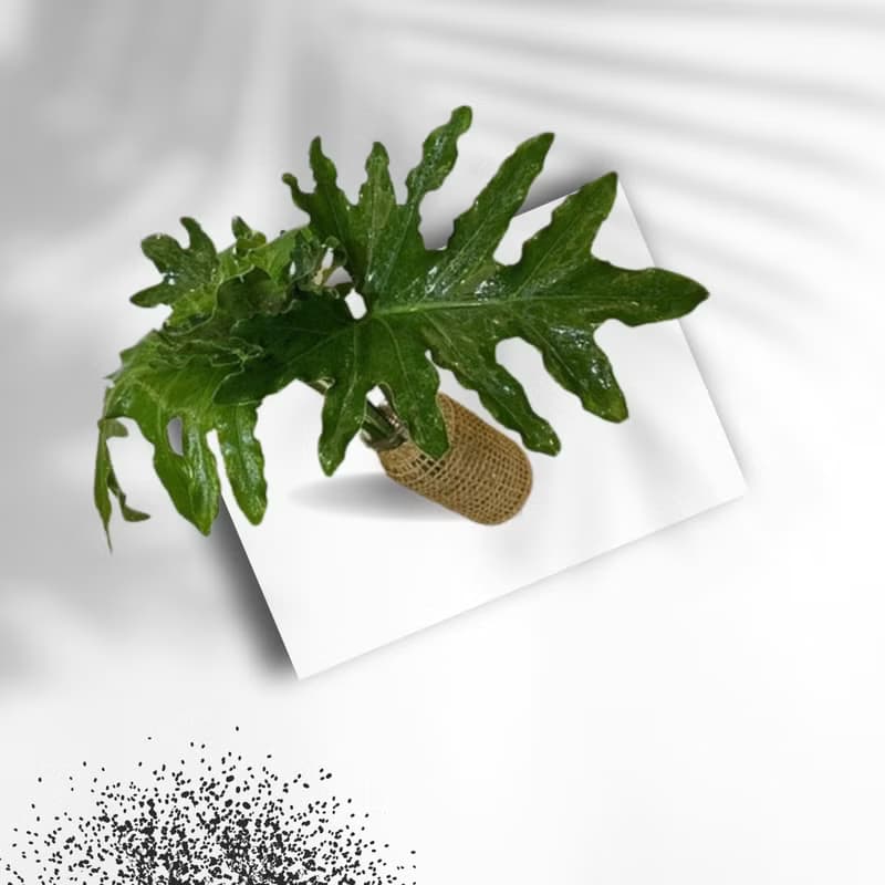 現貨 高級質感室內網美植栽療育水耕植栽-小天使+編織玻璃瓶