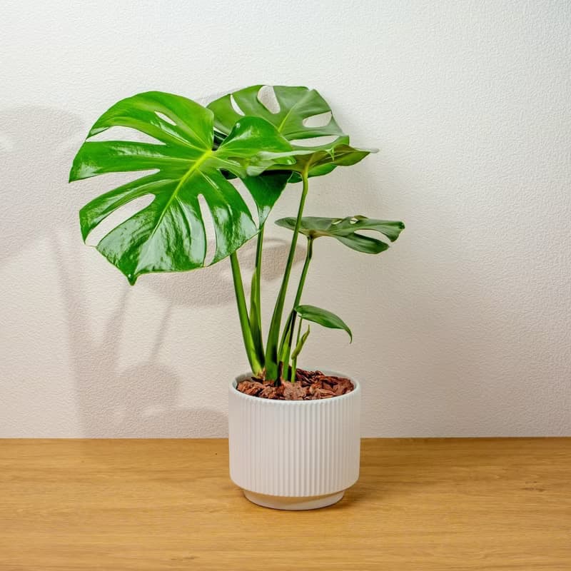 龜背芋 桌上型盆栽推薦 送禮 開幕 喬遷 禮物