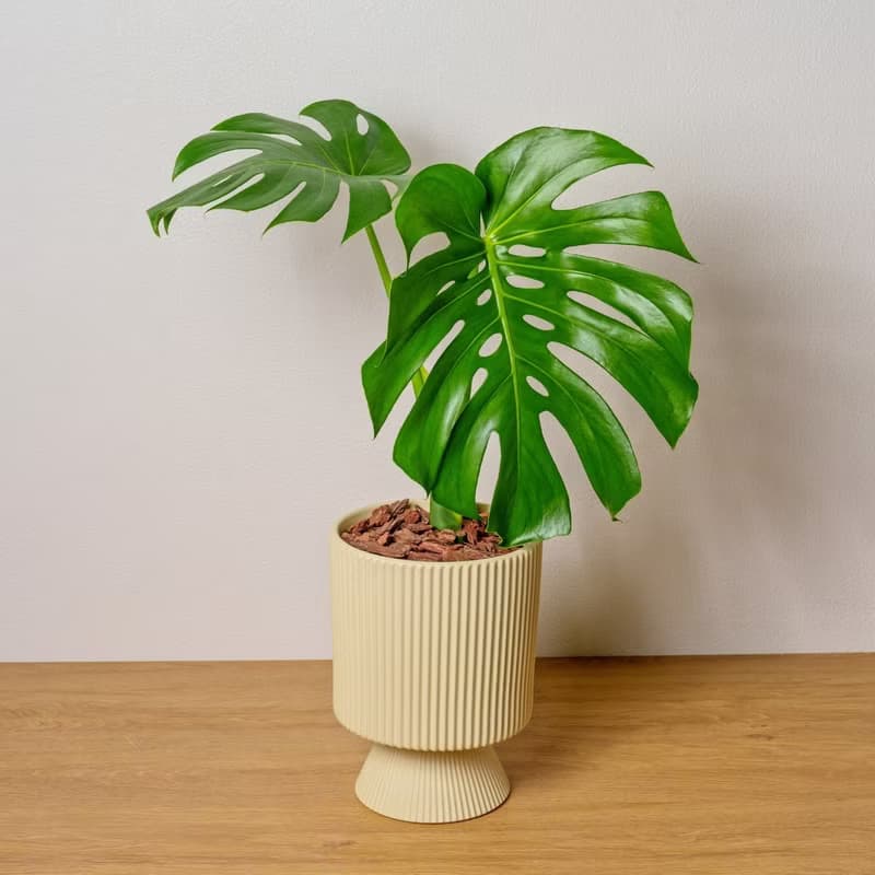 龜背芋 桌上型盆栽推薦 送禮 開幕 喬遷 禮物