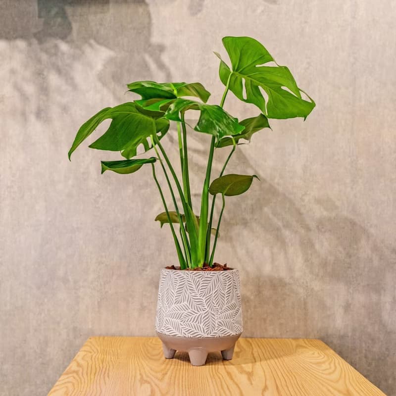 龜背芋 桌上型盆栽推薦 送禮 開幕 喬遷 禮物