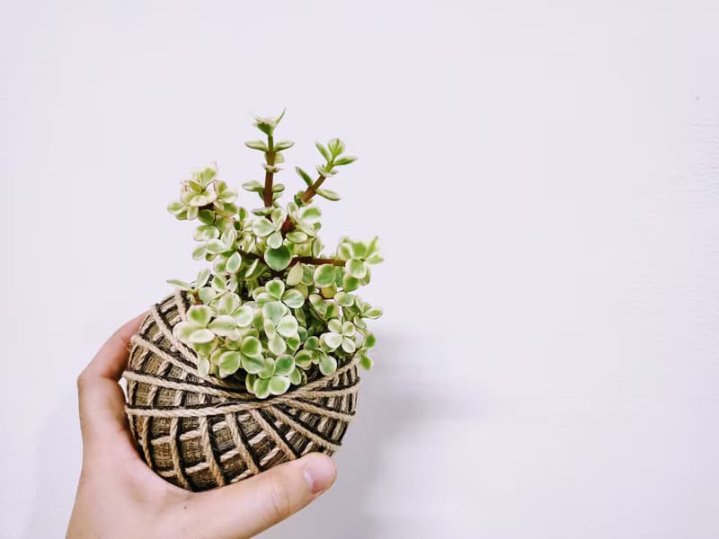 雅樂之舞苔球│板植│陽台植物│喜光植物│多肉植物│觀葉植物