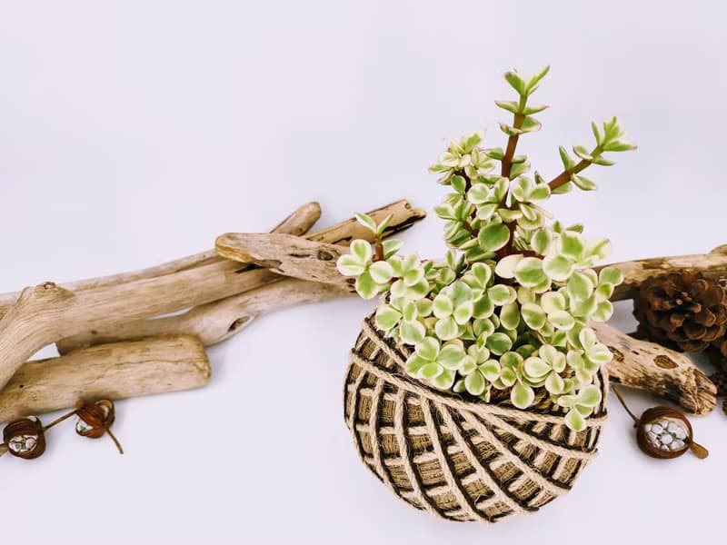雅樂之舞苔球│板植│陽台植物│喜光植物│多肉植物│觀葉植物