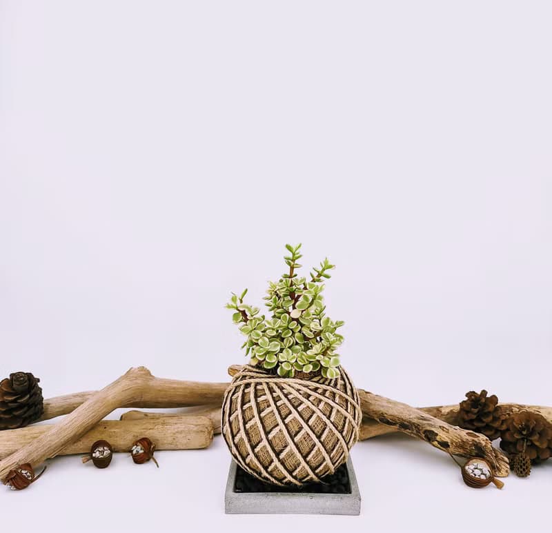 雅樂之舞苔球│板植│陽台植物│喜光植物│多肉植物│觀葉植物