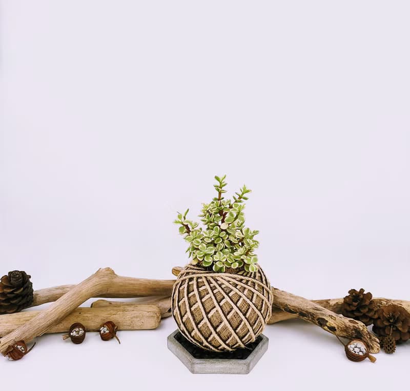 雅樂之舞苔球│板植│陽台植物│喜光植物│多肉植物│觀葉植物