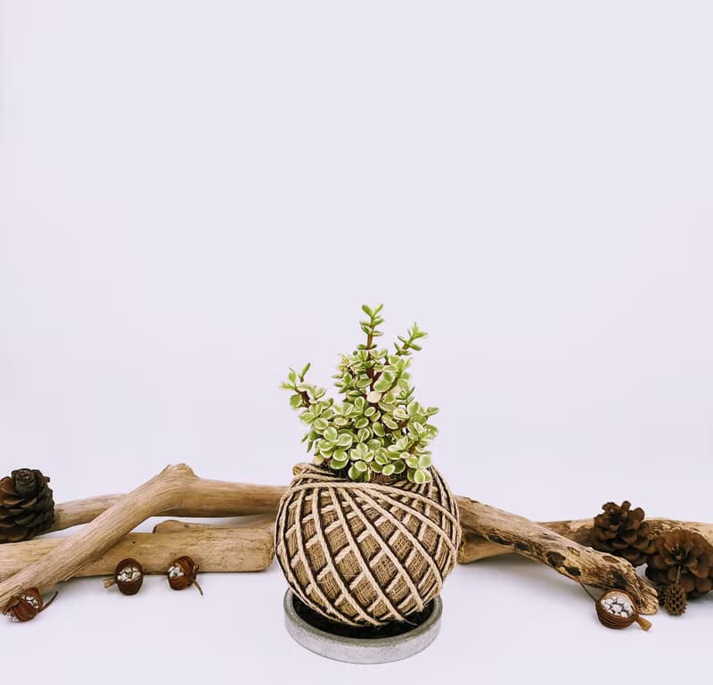 雅樂之舞苔球│板植│陽台植物│喜光植物│多肉植物│觀葉植物