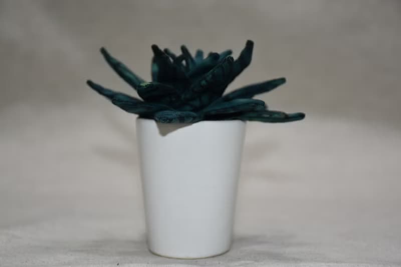 多肉植物