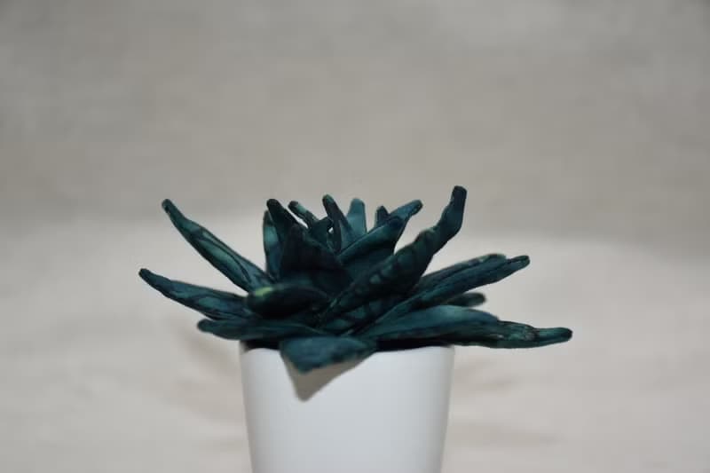 多肉植物