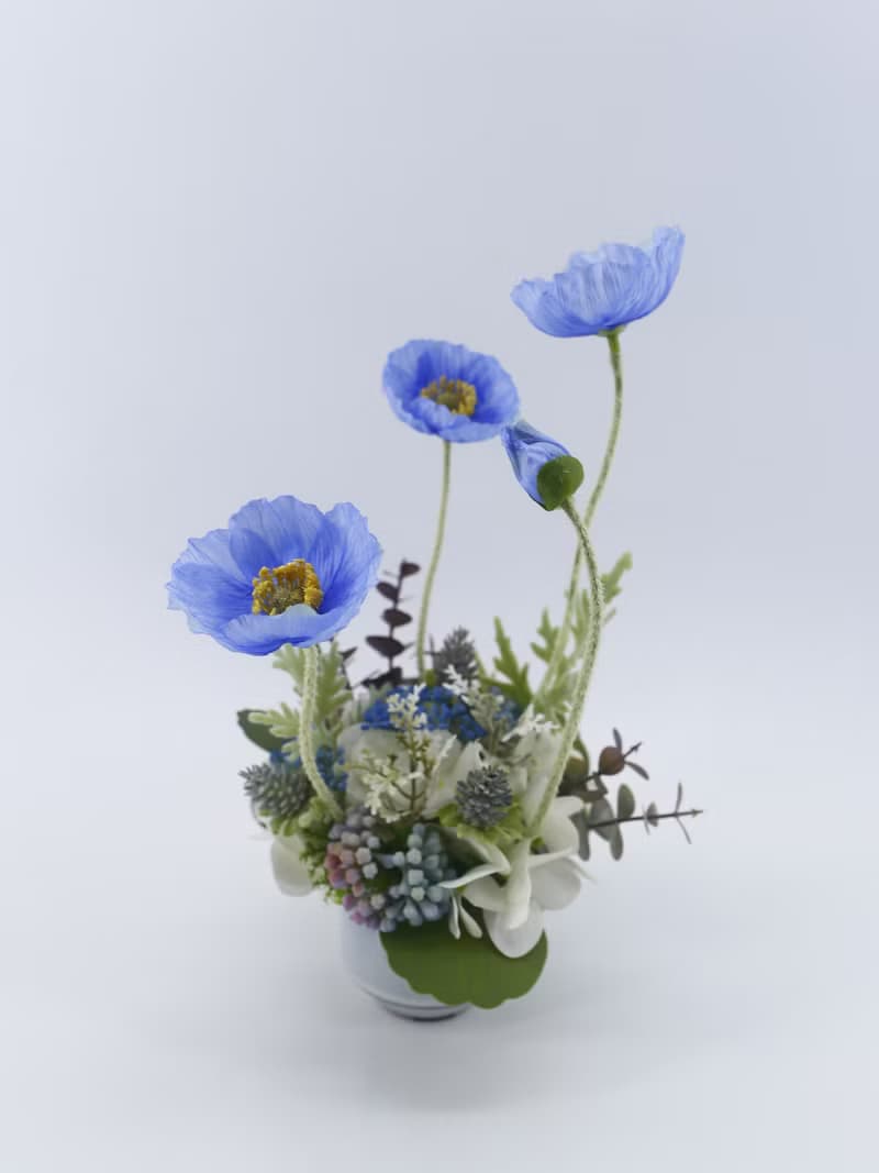 恆久祝福藍美人香氛花禮/入厝禮/開幕/喬遷/送禮/植栽
