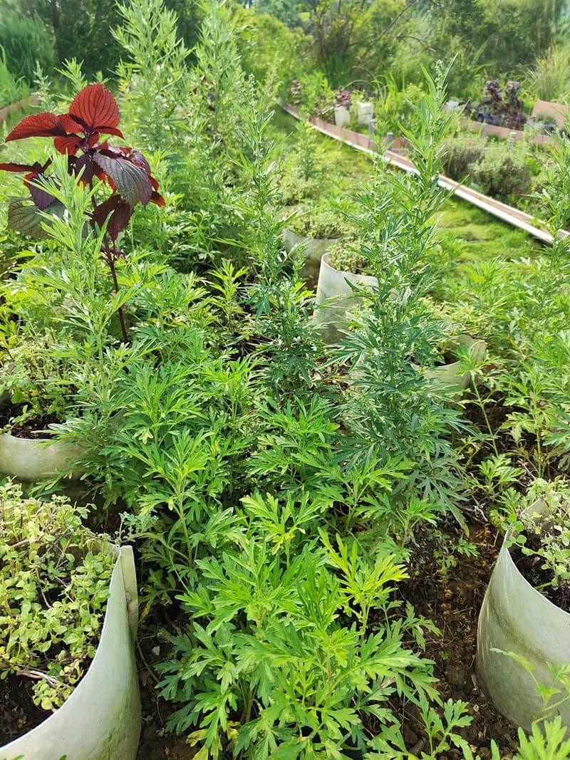 艾草手工皂-自然農法無毒艾草萃取-添加檜木精油-潔淨/潤澤/芳療
