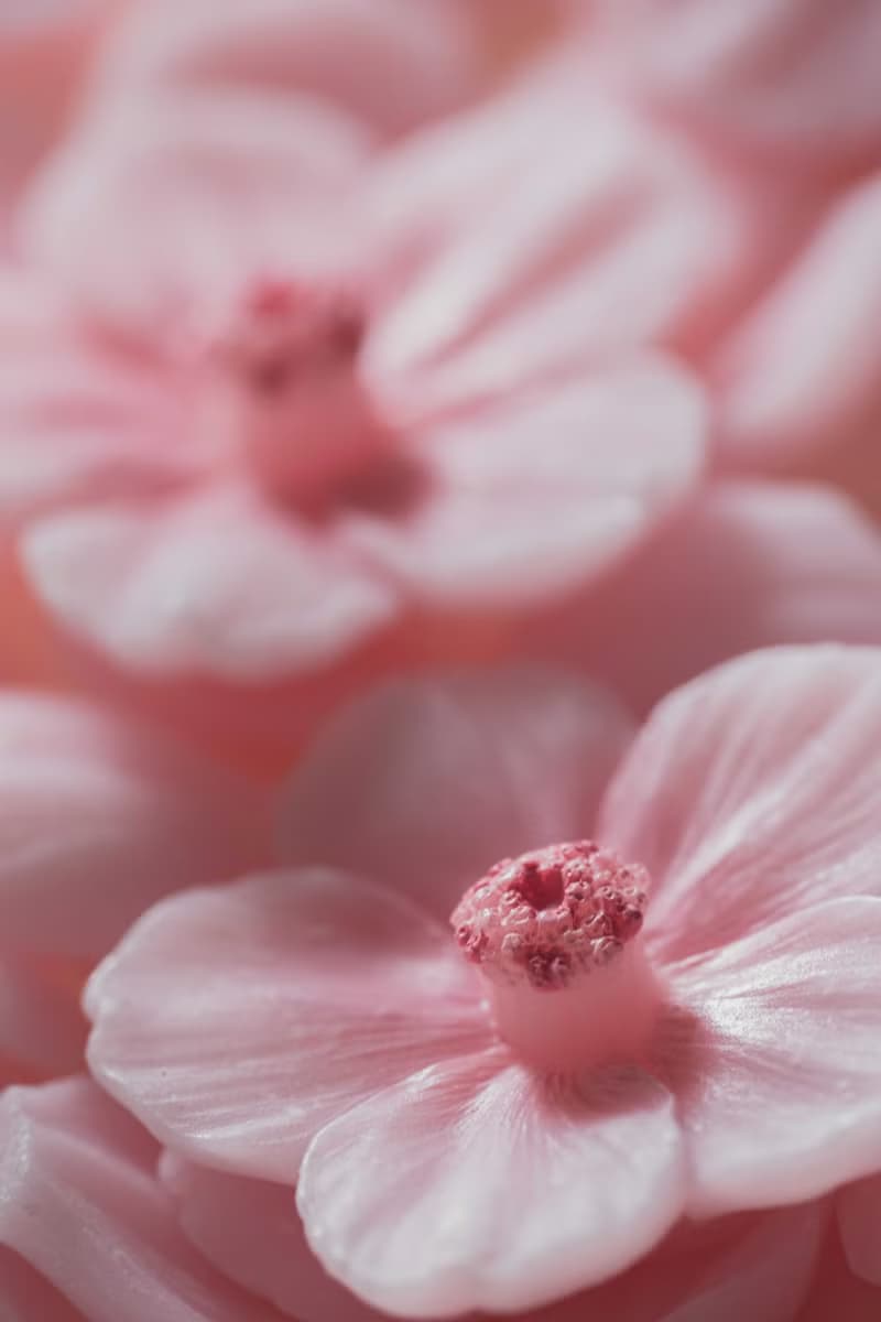漂浮河津櫻花 • 茶杯蠟燭