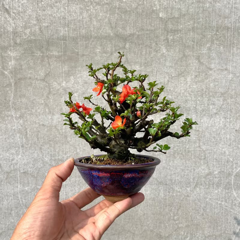 小品盆栽-長壽梅 送禮