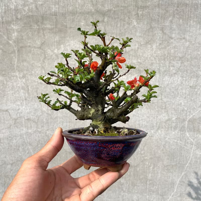 小品盆栽-長壽梅 送禮