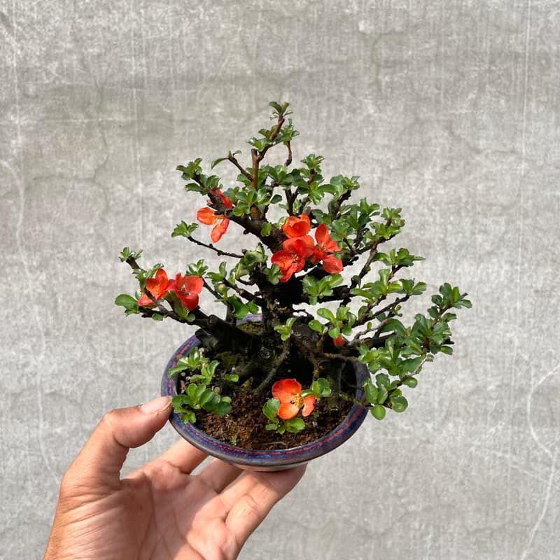 小品盆栽-長壽梅 送禮