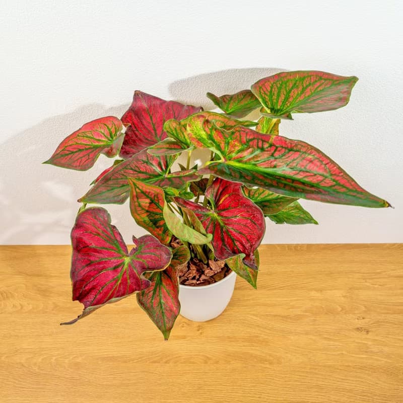 和牛彩葉芋 日式塑陶盆 室內植物 觀葉植物 禮物 盆栽 辦公室小物