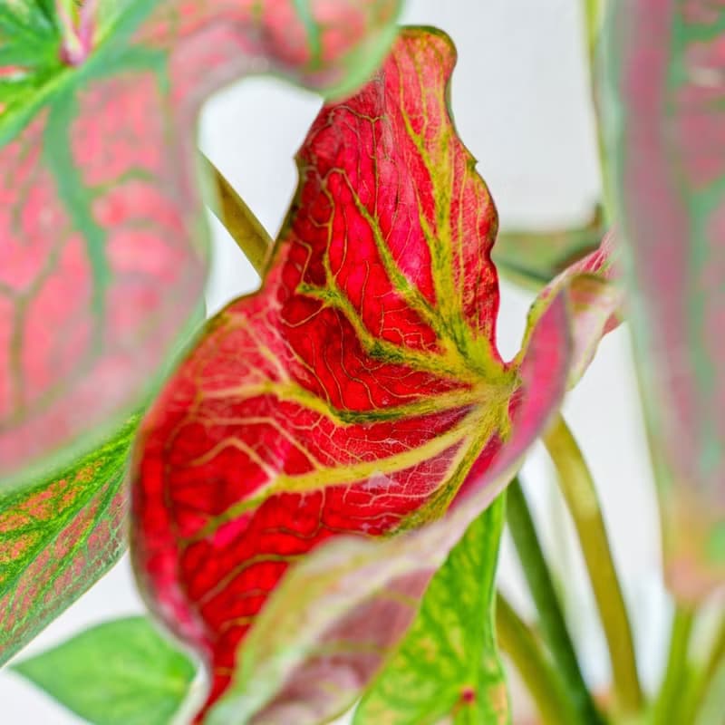 和牛彩葉芋 日式塑陶盆 室內植物 觀葉植物 禮物 盆栽 辦公室小物