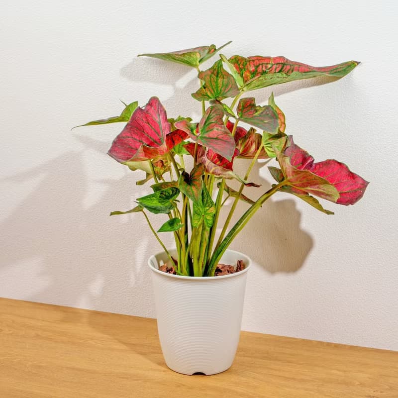 和牛彩葉芋 日式塑陶盆 室內植物 觀葉植物 禮物 盆栽 辦公室小物