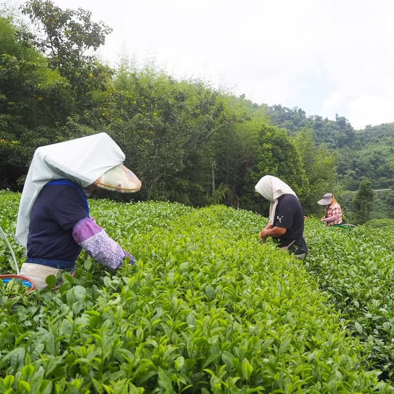 阿里山金萱茶 150g 台茶12號 天然的奶香和桂花香氣