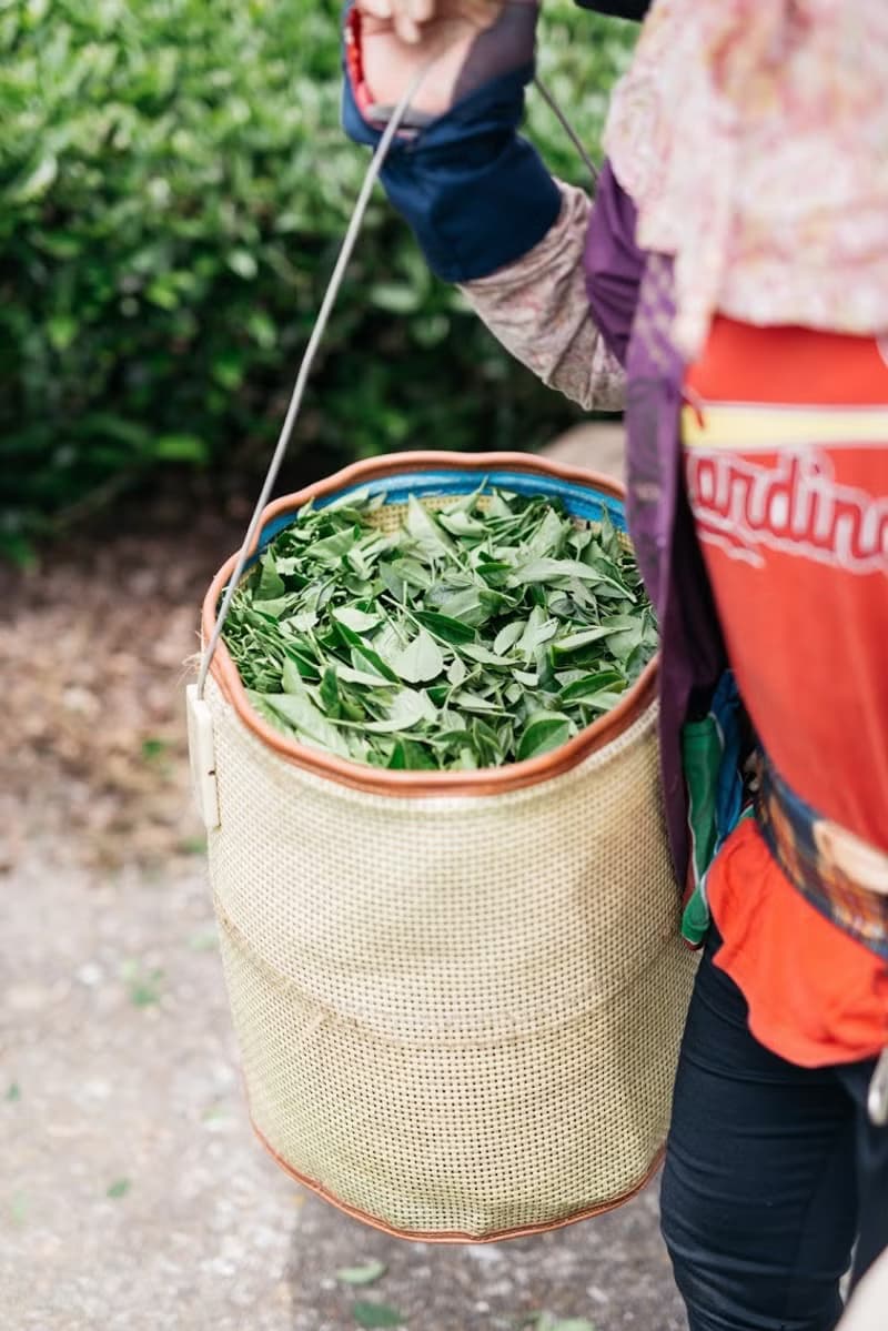 阿里山金萱茶 150g 台茶12號 天然的奶香和桂花香氣