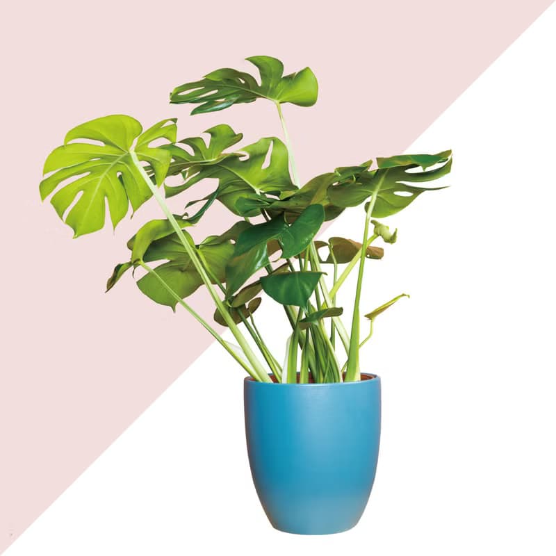 居家植物 － 2棵植物套組任選  開幕賀禮 禮物