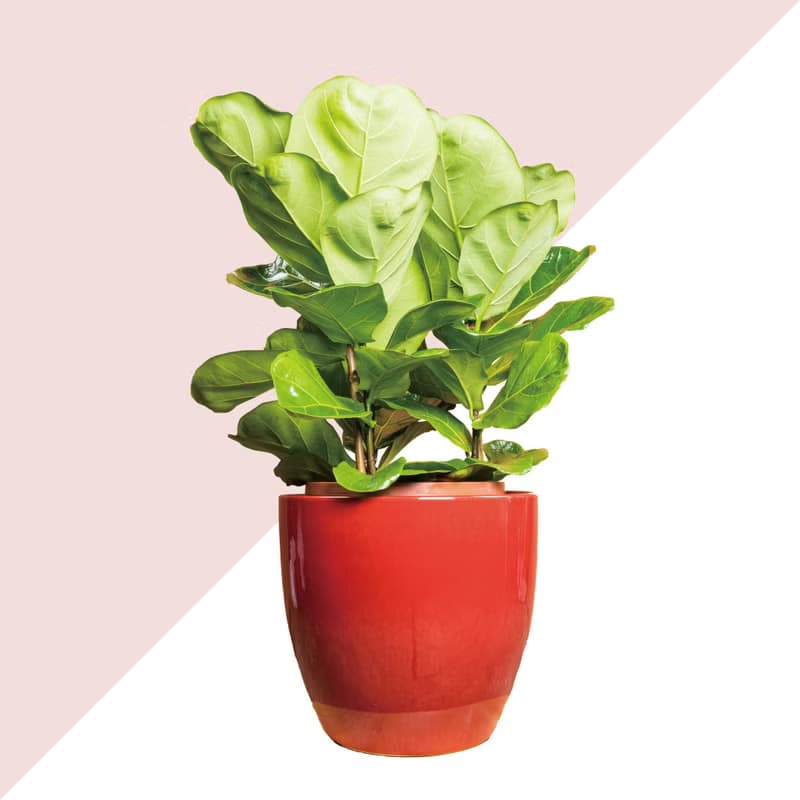 居家植物 － 2棵植物套組任選  開幕賀禮 禮物